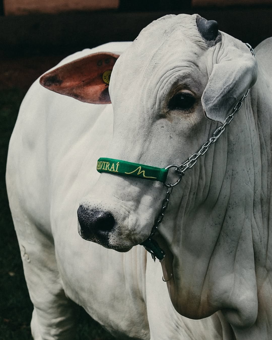 Fundação da Valor Assessoria